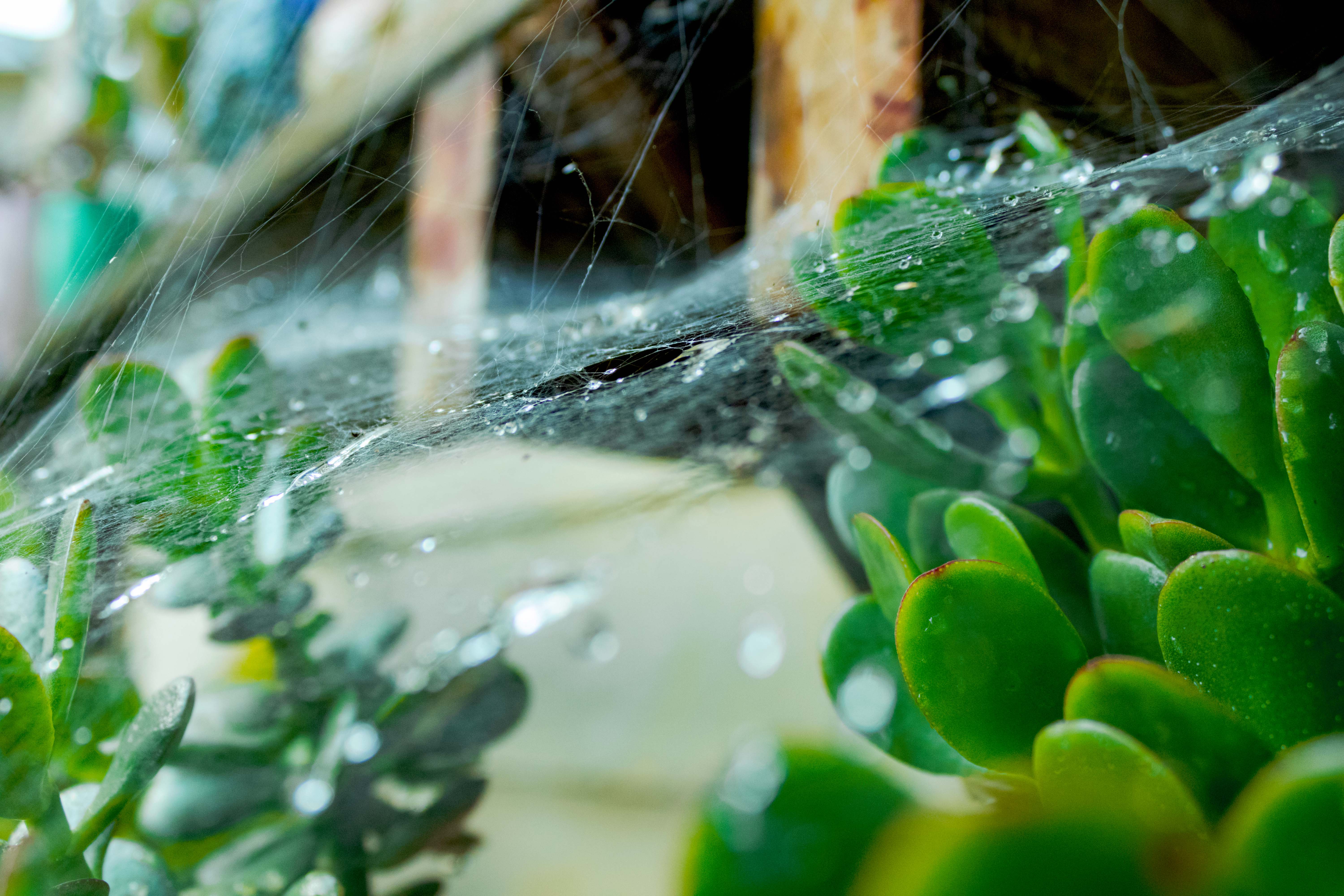 Spider web with succulents and water droplets