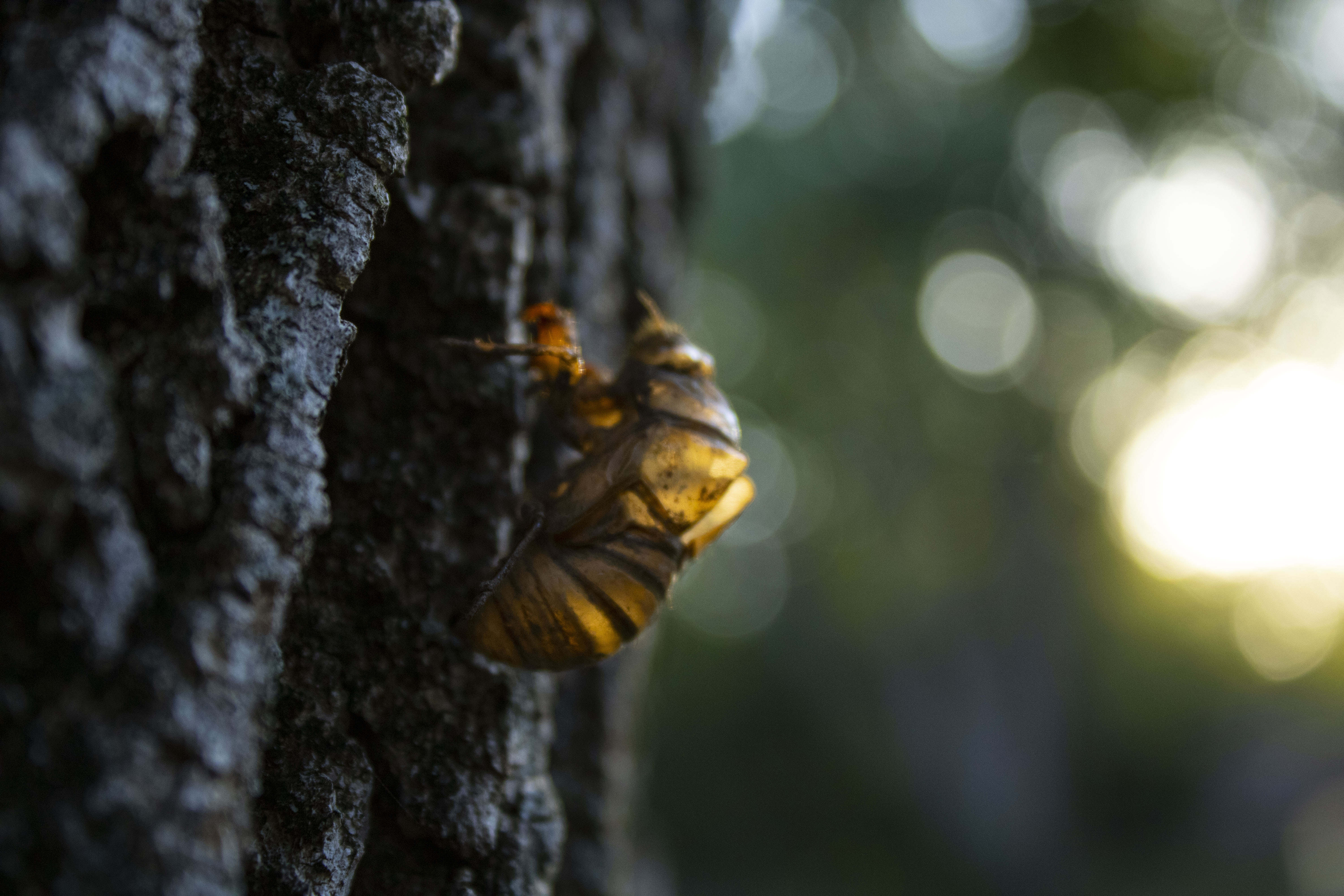 cicada shell on a tree